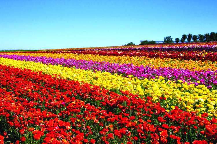 Carlsbad Flower Field.jpg
