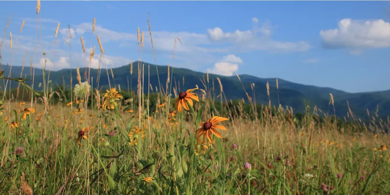 그레이트 스모키 마운틴스 국립공원_03.JPG